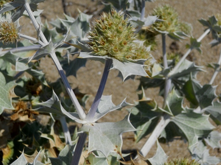 Eryngium maritimum